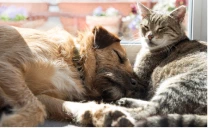 寄り添う子猫たち