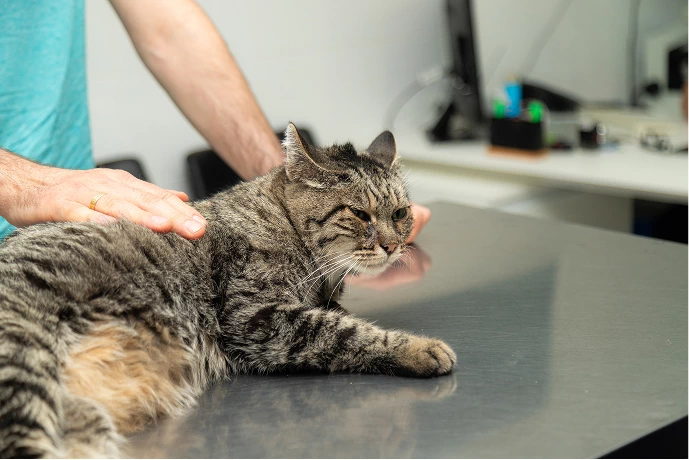 動物病院の診察台で獣医に優しく触れられる猫
